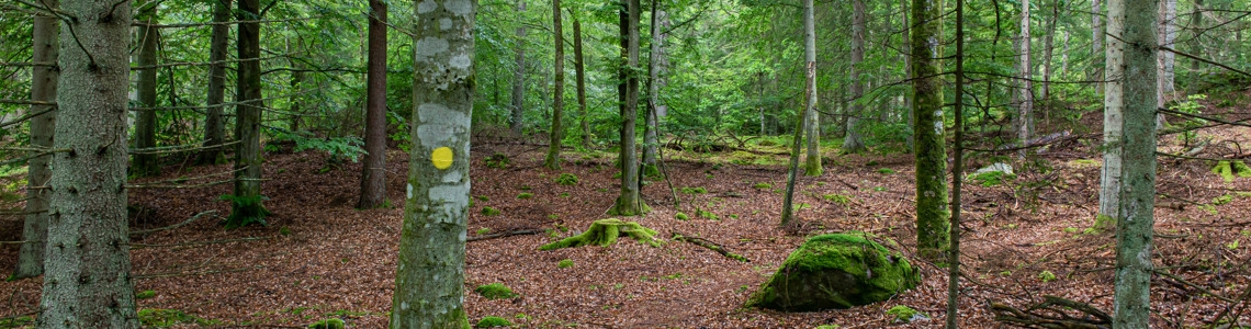 Skog med gran och bok.